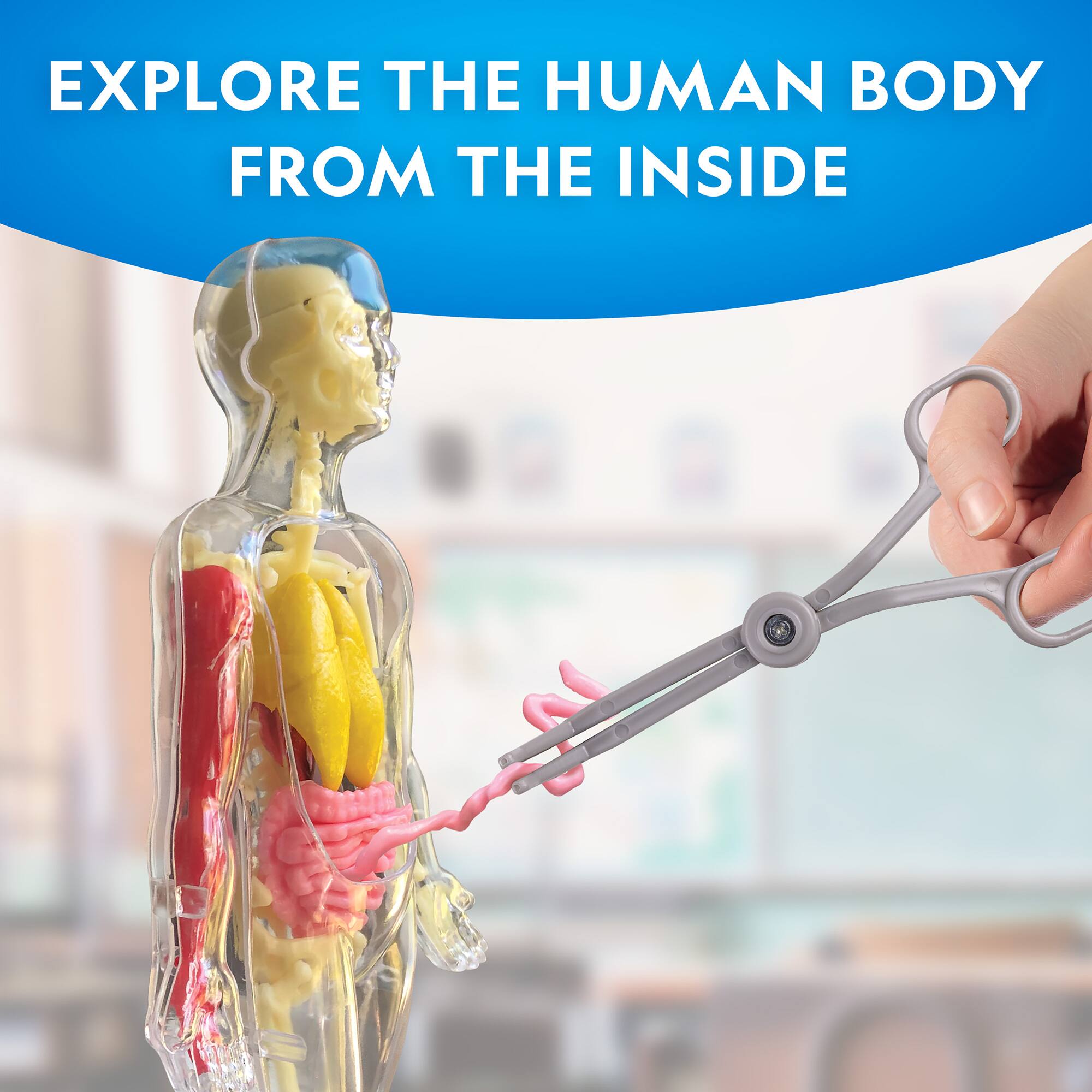 National Geographic™ Glow-in-the-Dark Human Body